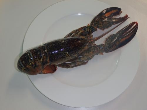 カナダ産オマールロブスター Gift Pad