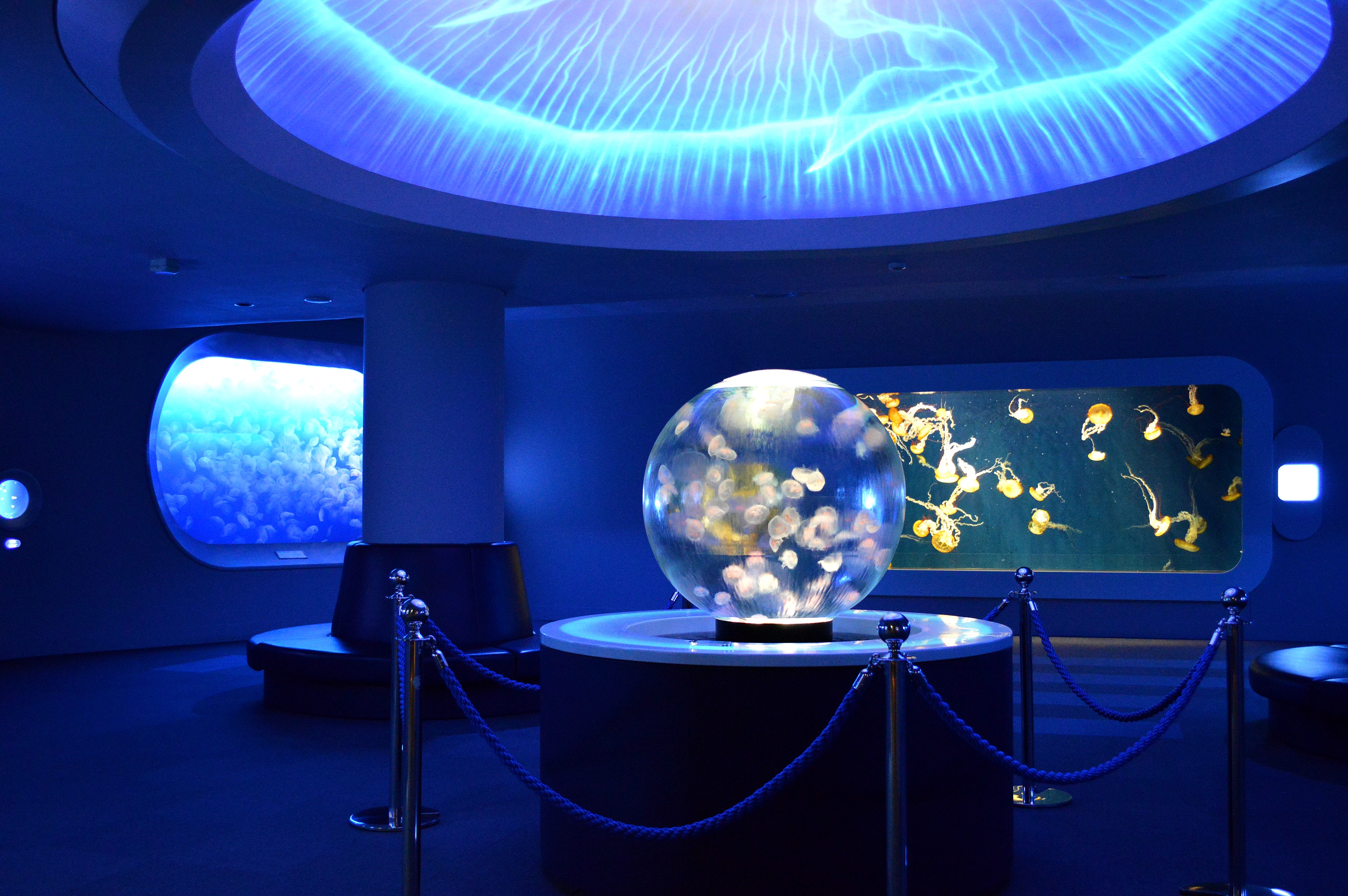 新江ノ島水族館 入場券 大人1名様＋幼児1名様 | Giftpad egift