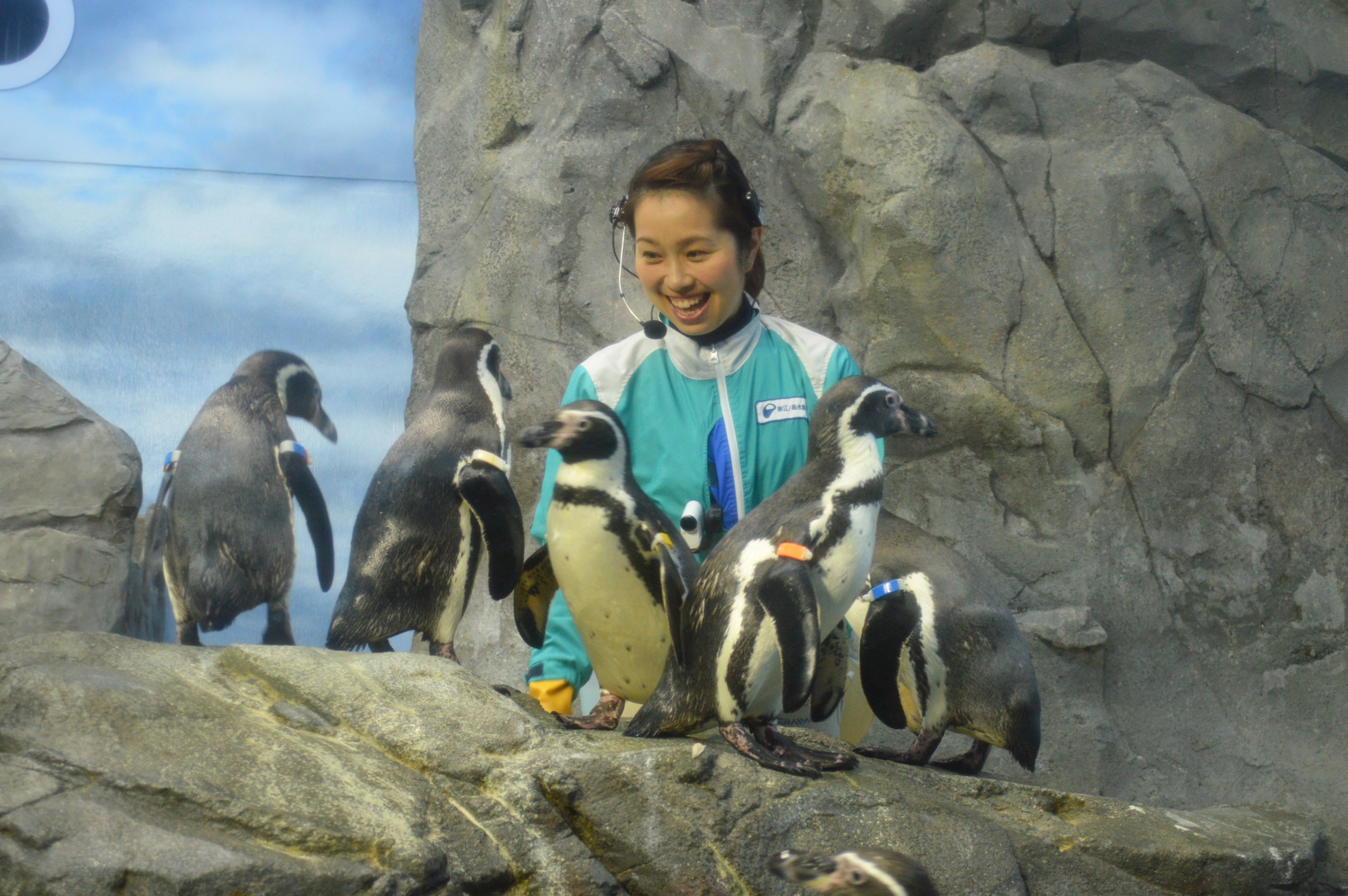 新江ノ島水族館 入場券 | 景品ショップマイルーム