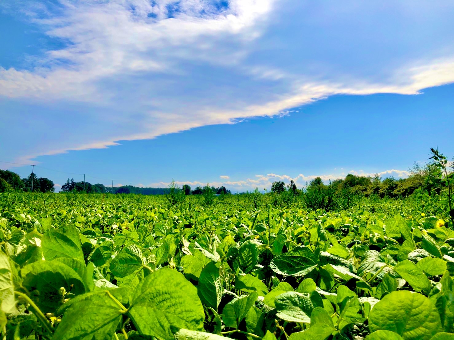 Pinoです♥洗剤♥柔軟剤♥日用品まとめ売り♥オマケつき♥ ゼロケミカルオーガニックうるおう洗顔粉 55g 2本セット