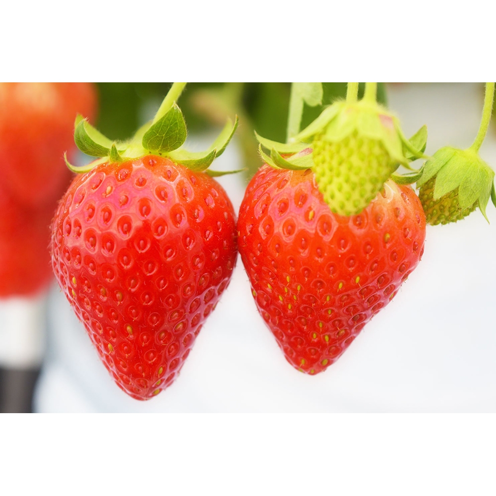 宮城県産とちおとめ【大笑い】 | Giftpad egift