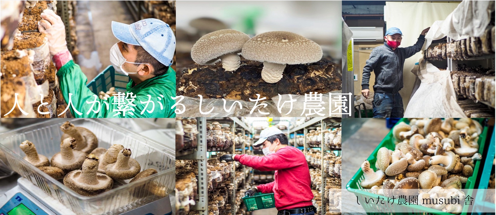 機能性椎茸粉末だし】これすてさげをっ！70日分セット | Giftpad