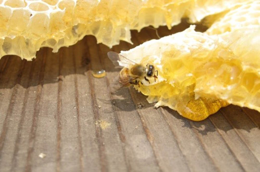 近藤養蜂場】国産百花はちみつ＆カナダ百花はちみつセット | Giftpad egift