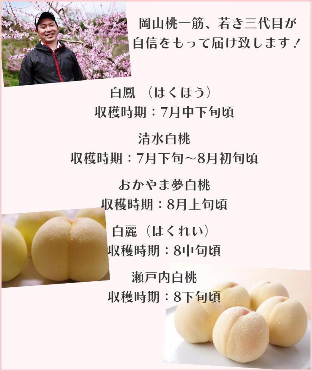 清水白桃3箱 岡山白桃 清水白桃・3玉糖度12度以上(ロイヤルクラス) リボン