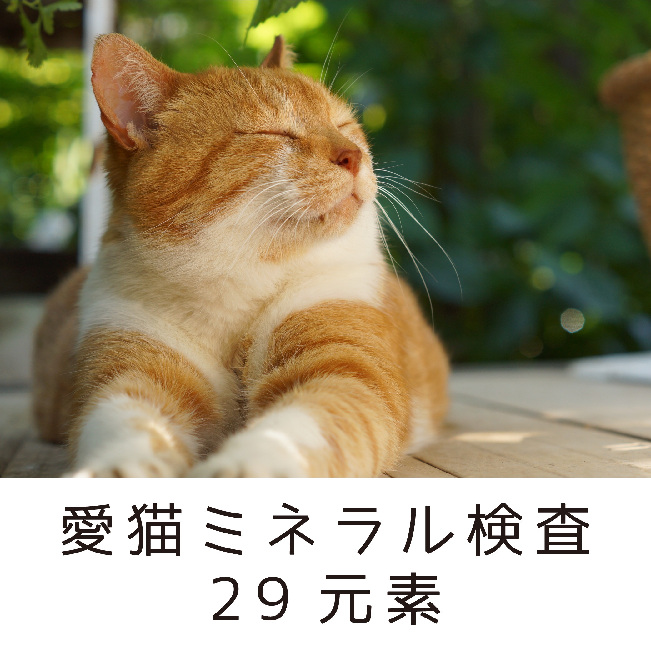 愛猫ミネラル検査29元素