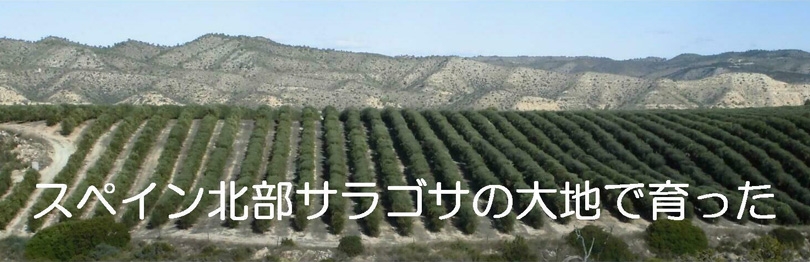 世界唯一の冷凍製法で超新鮮!】プレミアムフレッシュエキストラ
