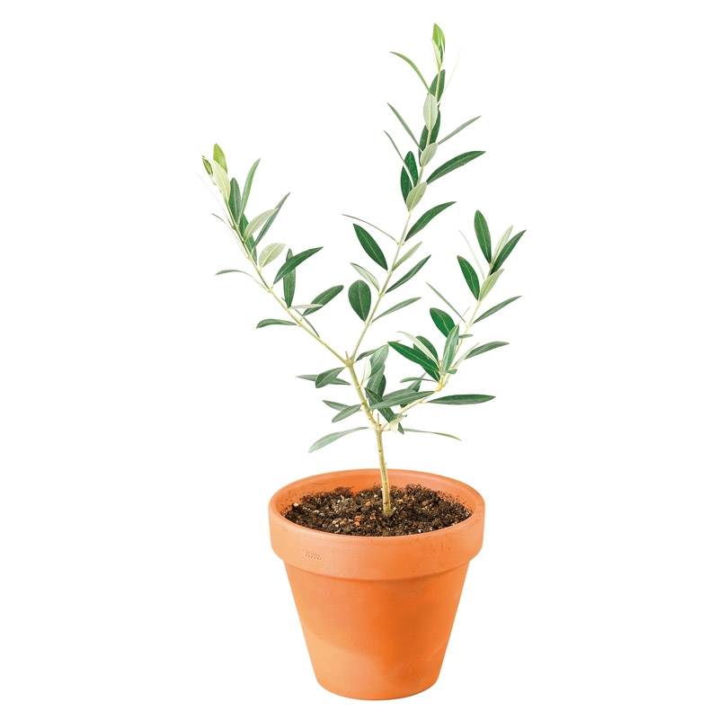 オリーブ素焼鉢植え Gift Pad