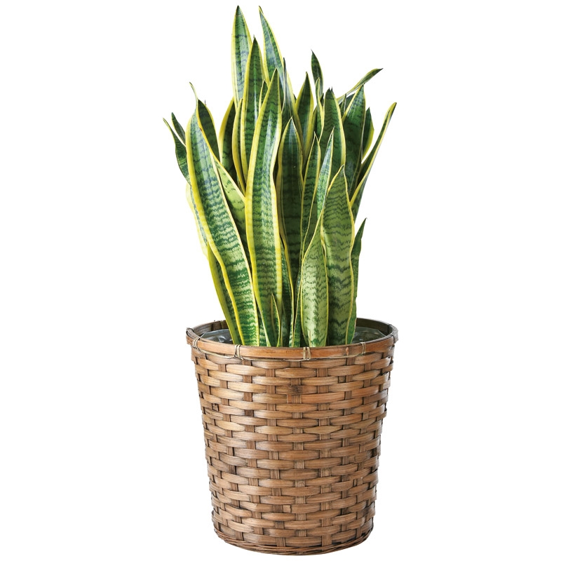 サンスベリア鉢植え ｔ ｒ２００ｓａｎｓ Gift Pad