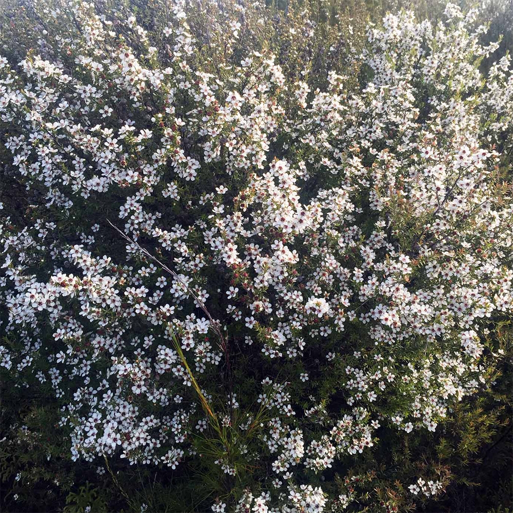 マヌカハニーumf 15 250g Gift Pad